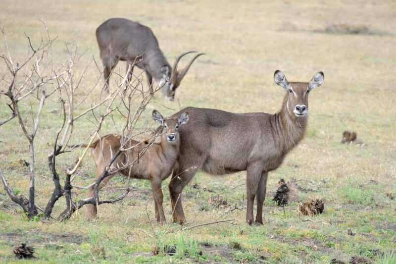 From Arusha: 1 Day Arusha National Park Guided Safari Trip - From Arusha: 1 Day Arusha National Park Guided Safari Trip — An In-Depth Review