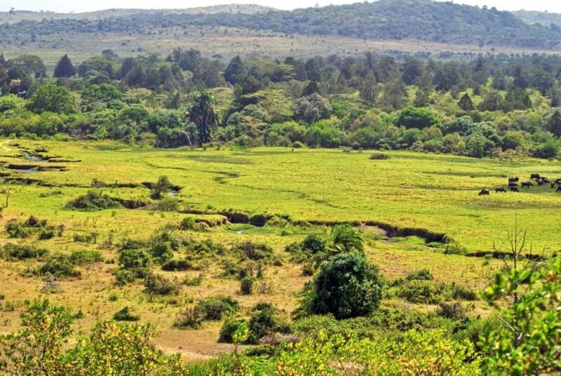 From Arusha: 1 Day Arusha National Park Guided Safari Trip - The Sum Up