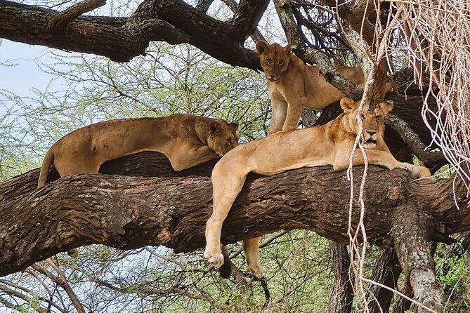 From Arusha : 11-day Amazing North Tanzania safari tour - A Deep Dive into the Itinerary
