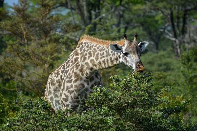 From Arusha : 11-day Amazing North Tanzania safari tour - Who Should Consider This Tour?