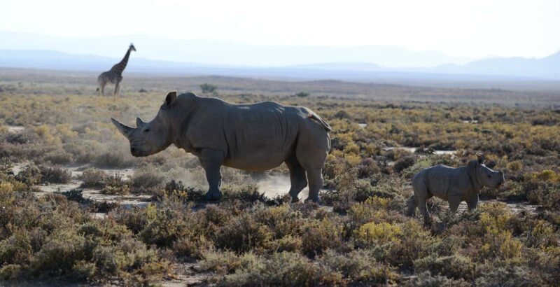 From Arusha : 11-day Amazing North Tanzania Safari,Serengeti - Who Will Love This Safari?