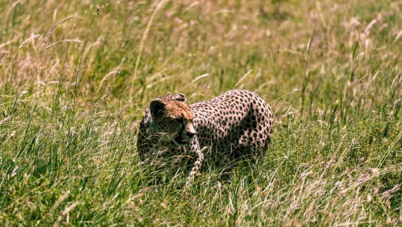 From Arusha : 11-day Amazing North Tanzania Safari,Serengeti - The Sum Up