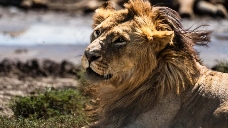 From Arusha: 11 days The Classics Northern Tanzania Safari - Practical Details and Transport