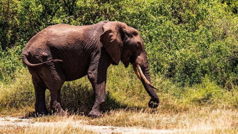 From Arusha: 11 days The Classics Northern Tanzania Safari - The Sum Up