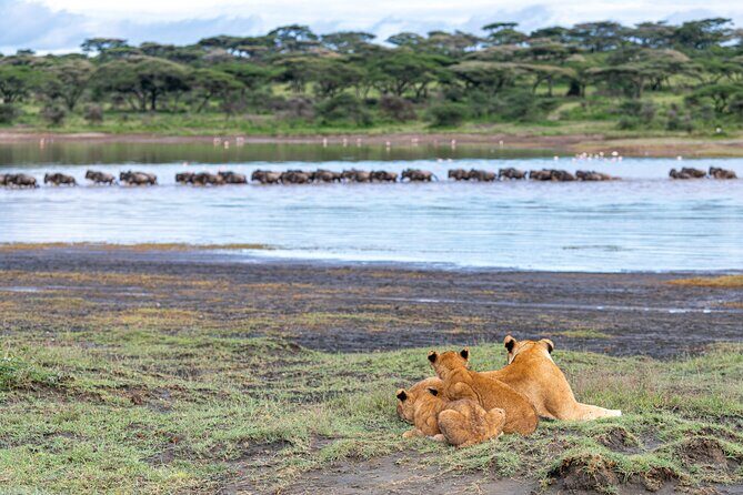 From Arusha: 11 days The Classics Northern Tanzania safari - Transportation and Logistics