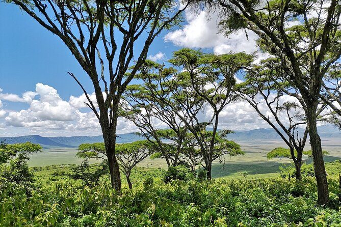 From Arusha: 11 days The Classics Northern Tanzania safari - Cost and Value Analysis
