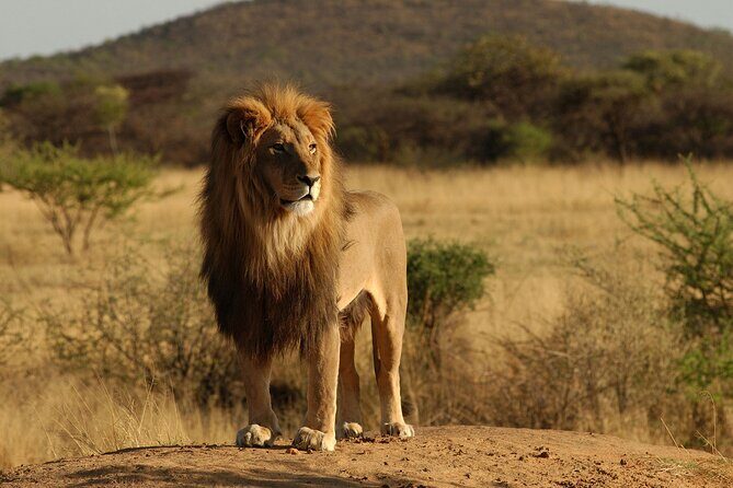 From Arusha: 11 days The Classics Northern Tanzania safari - Authentic Experiences and Traveler Insights