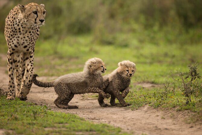 From Arusha: 11 days The Classics Northern Tanzania safari - FAQ