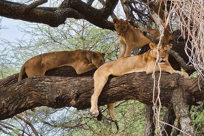 From Arusha : 11 days The Complete Africa Safari North Tour - Key Points
