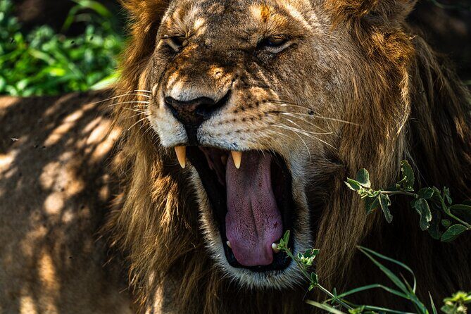 From Arusha : 11 days The Complete Africa Safari North Tour - The Experience Beyond the Wildlife