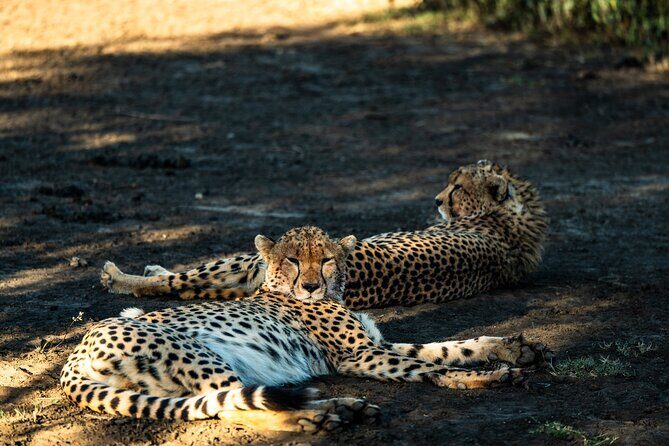 From Arusha : 11 days The Complete Africa Safari North Tour - Final Thoughts