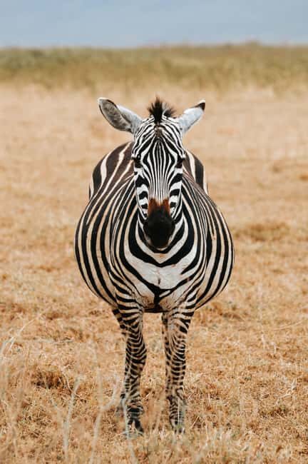 From Arusha: 12-Day Safari and Beach Luxury Tour - FAQs
