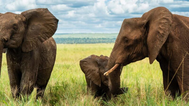 From Arusha: 2-Day Safari Through Tarangire and Lake Manyara - The Value of This Safari