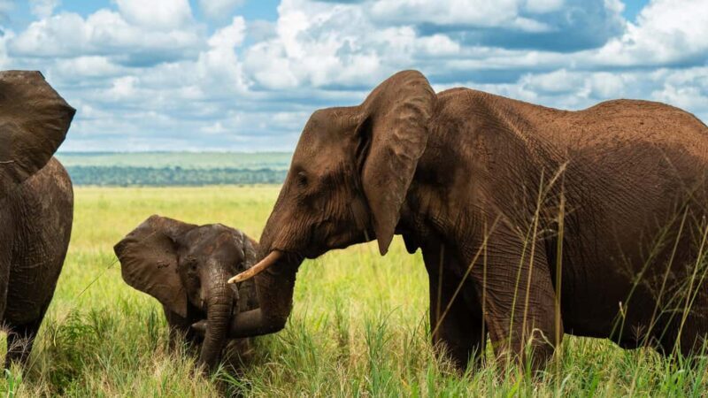 From Arusha: 3-Day Big Cats Safari Serengeti, Tarangire - Introduction