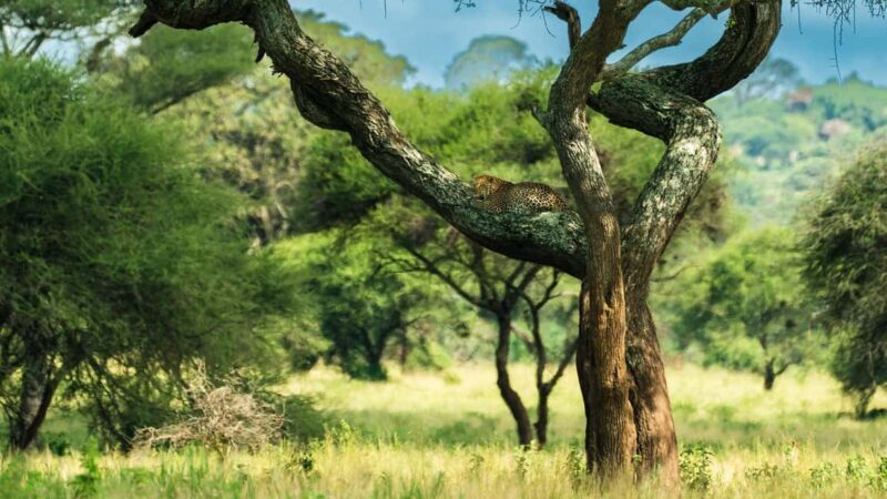 From Arusha: 3-Day Big Cats Safari Serengeti, Tarangire - The Experience of Each Stop