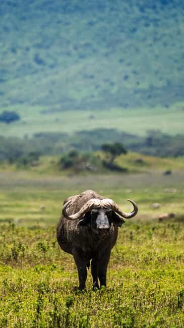 From Arusha: 3-Day Big Cats Safari Serengeti, Tarangire - Is It Worth the Price?