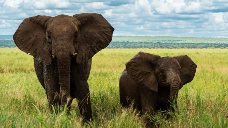 From Arusha: 3-Day Big Cats Safari Serengeti, Tarangire - Who Will Love This Safari?