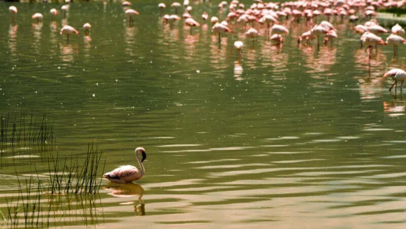 From Arusha: 3-Day Big Cats Safari Serengeti, Tarangire - FAQ