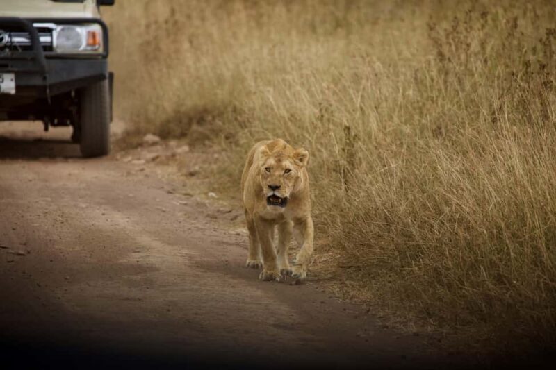 FROM ARUSHA: 3-DAY TANZANIA TASTE MIDRANGE SAFARI - Key Points