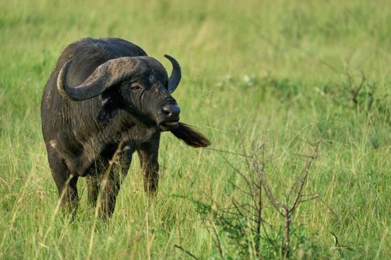 FROM ARUSHA: 3-DAY TANZANIA TASTE MIDRANGE SAFARI - Introduction: A Perfect Taste of Tanzania