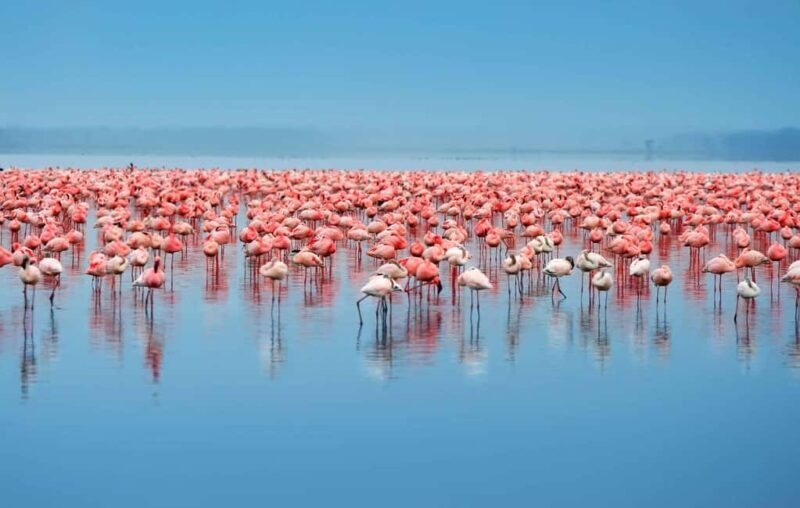From Arusha: 3-Day Tarangire, Ngorongoro and Manyara Safari - Key Points