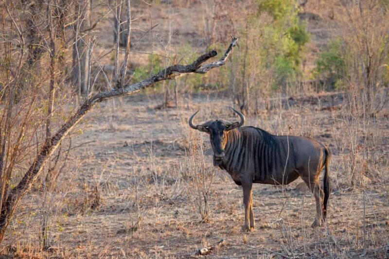 From Arusha: 3-Day Tarangire, Ngorongoro and Manyara Safari - Why This Tour Works Well