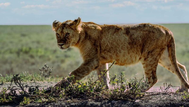 From Arusha: 3-Day Tarangire, Ngorongoro & Manyara Safari - The Sum Up