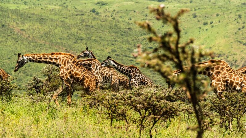 From Arusha: 3-Day Tarangire, Ngorongoro & Manyara Safari - FAQ