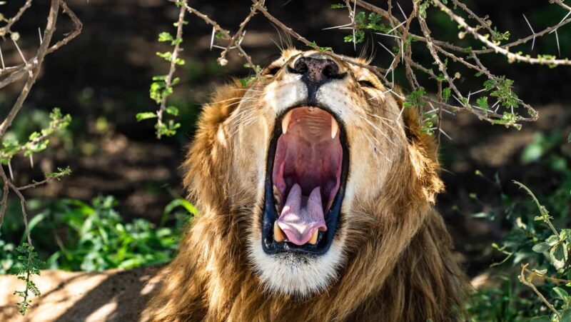 From Arusha: 4-Day Ngorongoro Safari, Lake Manyara & Maasai - An In-Depth Look at the 4-Day Itinerary