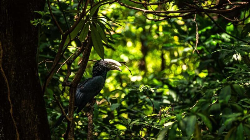 From Arusha: 4-Day Ngorongoro Safari, Lake Manyara & Maasai - Authentic Experiences and Guides