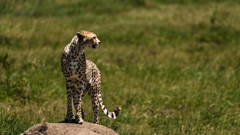 From Arusha: 4-Day Ngorongoro Safari, Lake Manyara & Maasai - Value and Price Analysis