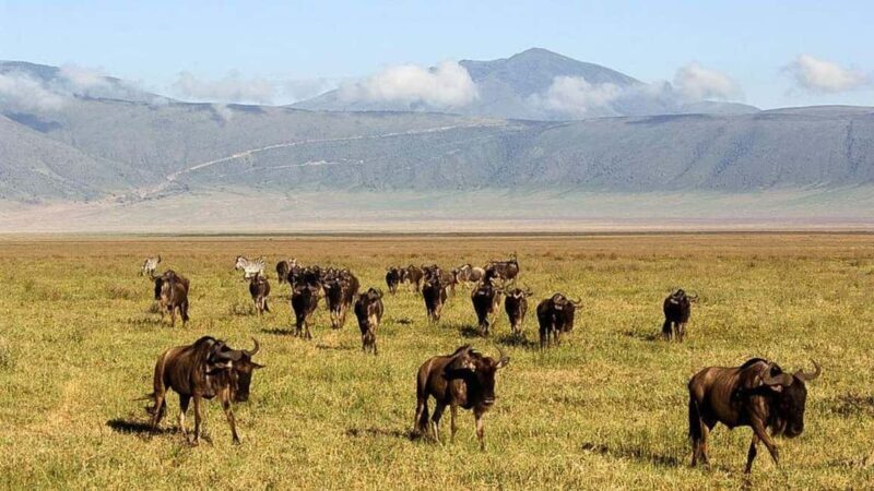 From Arusha: 4-Day Rift Valley Safari with Lodging - Key Points