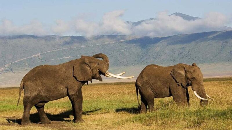 From Arusha: 4-Day Rift Valley Safari with Lodging - An In-Depth Look at the 4-Day Rift Valley Safari