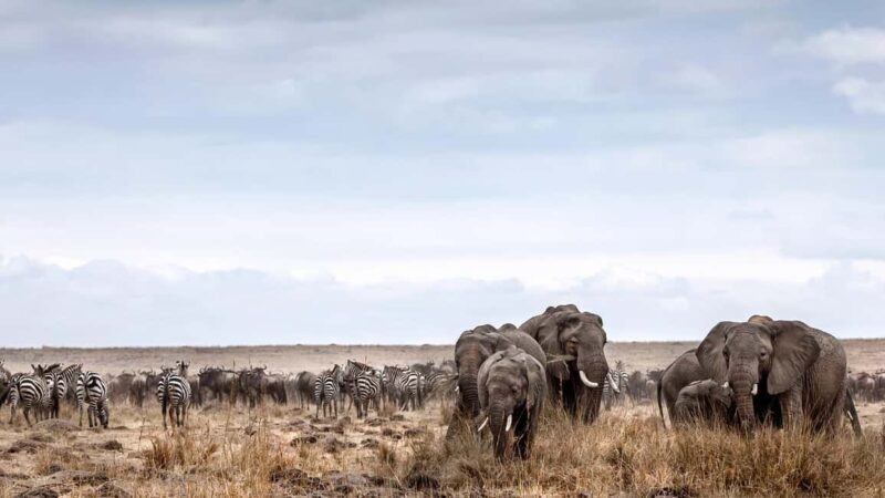From Arusha: 4-Day Serengeti National Park Safari - Key Points