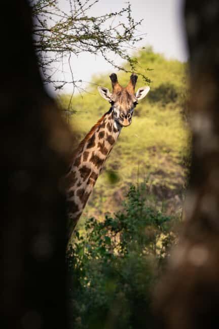 FROM ARUSHA: 5-DAY TANZANIA MAGIC MIDRANGE SAFARI - Who This Tour Is Best For