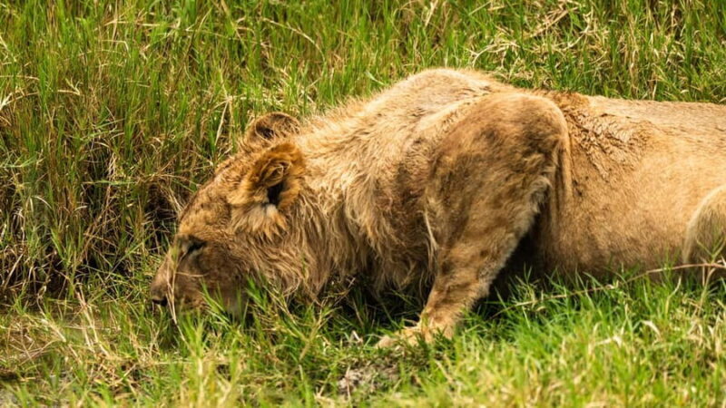 From Arusha: 5-Day Valleys and Highlands Safari Ngorongoro - An Overview of the Tour Experience