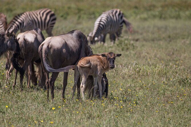 From Arusha: 5 Days Classic Safari Cats, Calves & Crater - Final Thoughts