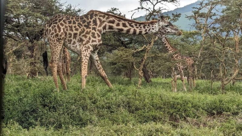 From Arusha: 6-Day Safari to Tarangire, Serengeti, and - Key Points