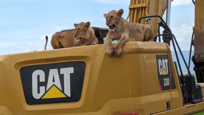 From Arusha: 6-Day Safari to Tarangire, Serengeti, and - An In-Depth Look at the 6-Day Tanzanian Safari
