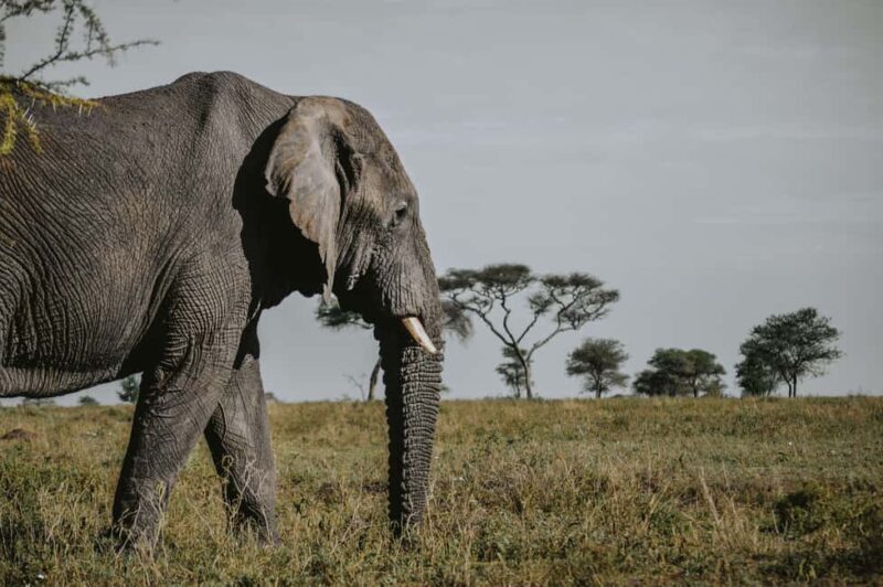 From Arusha: 6-Day Tanzania Magic Safari - Day 5: Ngorongoro Crater – Animal Concentration and Big Five Sightings