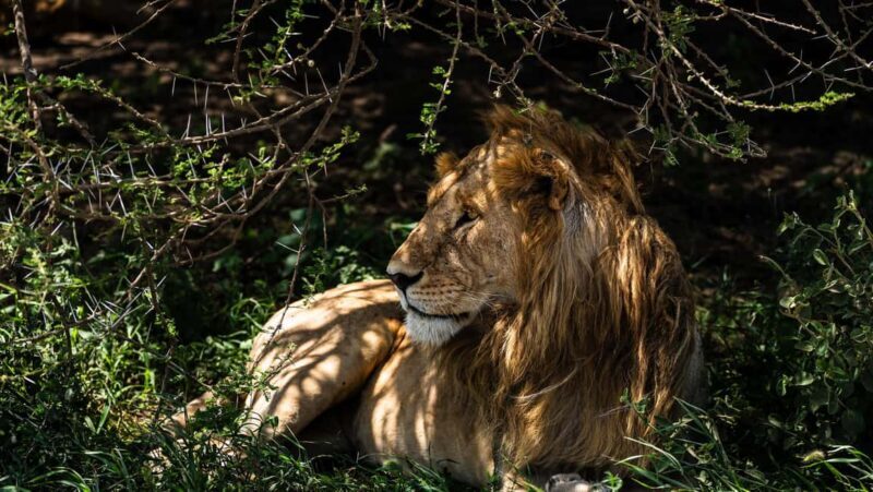 From Arusha: 6 Days Private Safari Eastern Great Rift Valley - An Authentic Tanzanian Safari Experience