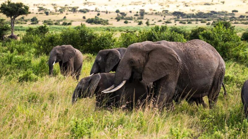 From Arusha: 6 Days Private Safari Eastern Great Rift Valley - FAQ