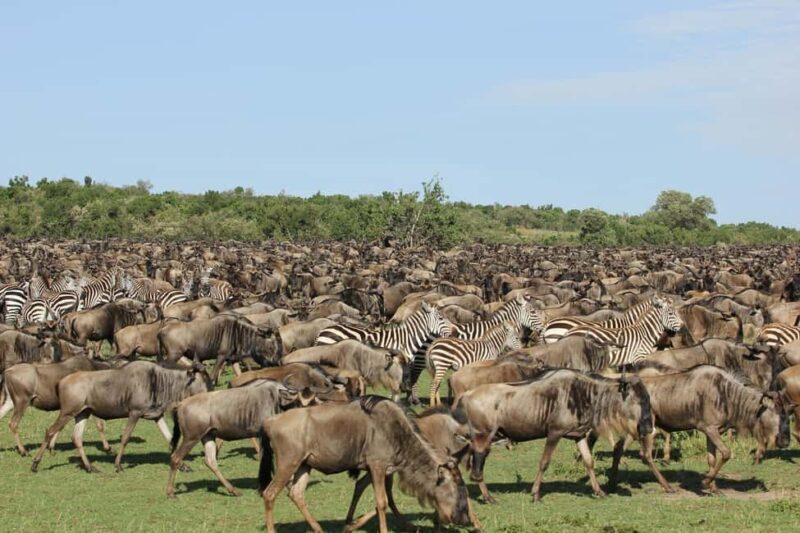 From Arusha: 7-Day Luxury Safari to Lake Manyara & Serengeti - Who Would Love This Tour?