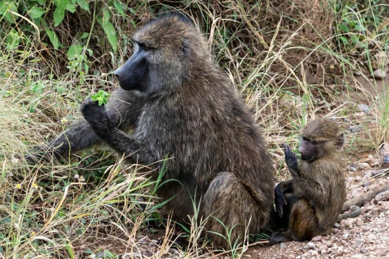 From Arusha: 7-Day Northern Tanzania Safari - Key Points
