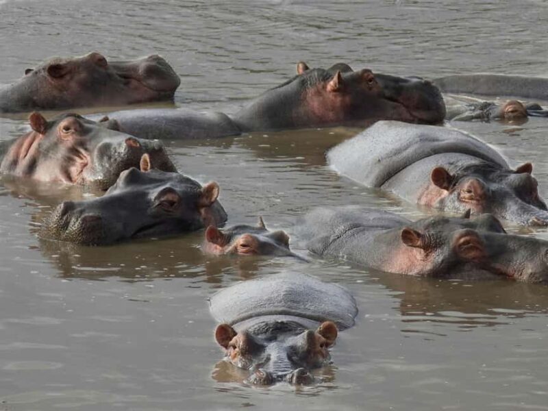 From Arusha: 7-Day Northern Tanzania Safari - Who Should Consider This Tour?