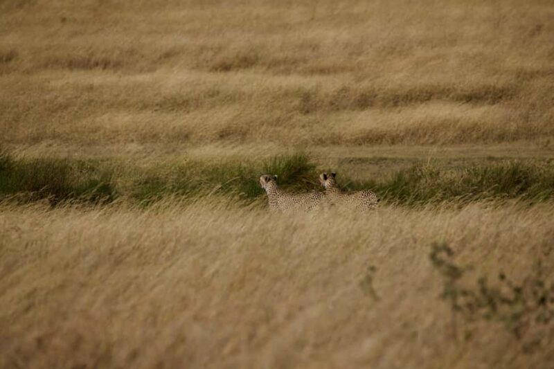 From Arusha: 7-Day Northern Tanzania Safari - The Sum Up