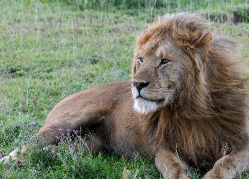 From Arusha: 7-Day Wildlife and Culture Safari - An In-Depth Look at the 7-Day Tanzania Safari