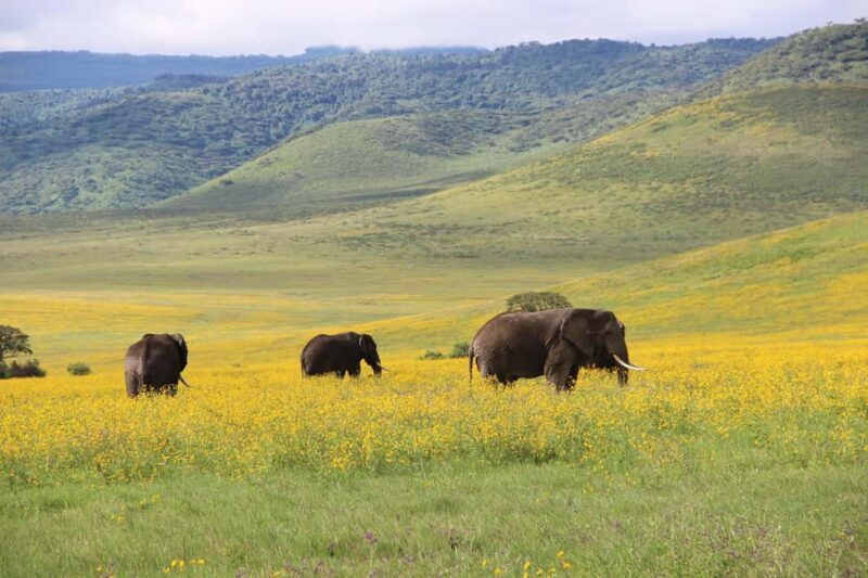 From Arusha: 7 Days Classic Safari Central Northern Circuit - Authentic Experiences & Practical Tips