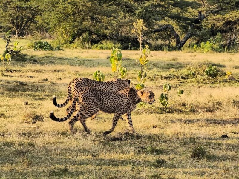 From Arusha: 7 Days Classic Safari Central Northern Circuit - FAQ