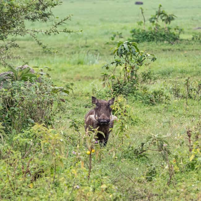From Arusha: 8-Day Serengeti Wildbeest Migration Safari - Key Points